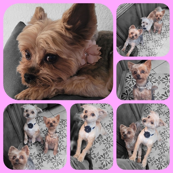 Show Some Posh Love 💕 SHARE SHOW Yours and mine!💕🎶💸 - Picture 12 of 13